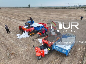 Workers drive a fertilizer spreader to distribute organic fertilizer in preparation for wheat planting in a high-standard farmland in Liaoch...