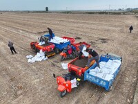 Workers drive a fertilizer spreader to distribute organic fertilizer in preparation for wheat planting in a high-standard farmland in Liaoch...