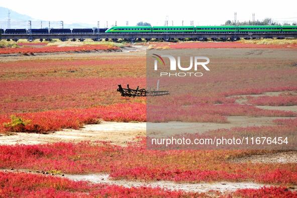 The Red Sea Beach stretches for several kilometers in the Yanghe Estuary wetland in Jiaozhou Bay in Qingdao, China, on October 17, 2024. 