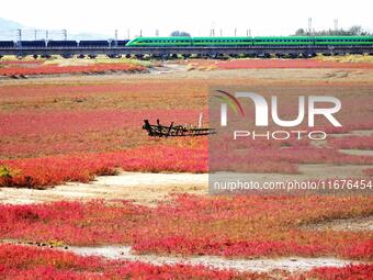 The Red Sea Beach stretches for several kilometers in the Yanghe Estuary wetland in Jiaozhou Bay in Qingdao, China, on October 17, 2024. (