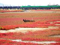 The Red Sea Beach stretches for several kilometers in the Yanghe Estuary wetland in Jiaozhou Bay in Qingdao, China, on October 17, 2024. (