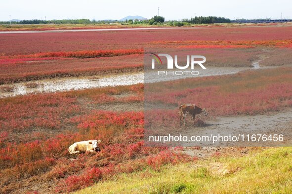 The Red Sea Beach stretches for several kilometers in the Yanghe Estuary wetland in Jiaozhou Bay in Qingdao, China, on October 17, 2024. 