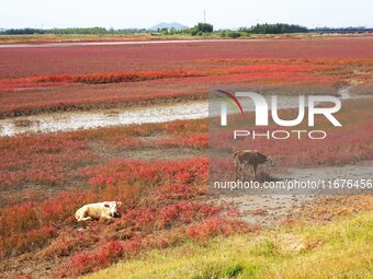 The Red Sea Beach stretches for several kilometers in the Yanghe Estuary wetland in Jiaozhou Bay in Qingdao, China, on October 17, 2024. (