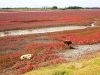 The Red Sea Beach stretches for several kilometers in the Yanghe Estuary wetland in Jiaozhou Bay in Qingdao, China, on October 17, 2024. (