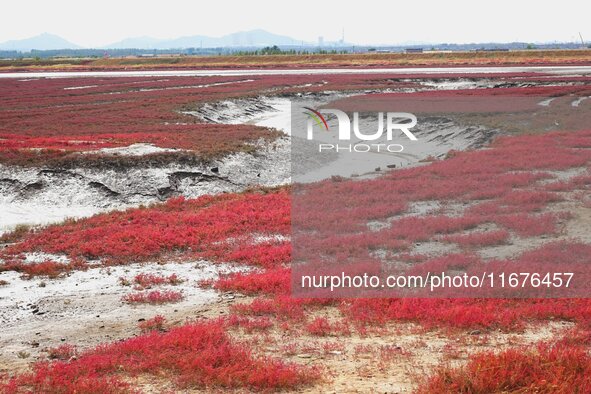 The Red Sea Beach stretches for several kilometers in the Yanghe Estuary wetland in Jiaozhou Bay in Qingdao, China, on October 17, 2024. 