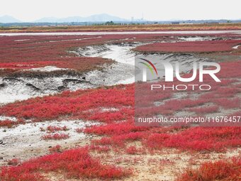 The Red Sea Beach stretches for several kilometers in the Yanghe Estuary wetland in Jiaozhou Bay in Qingdao, China, on October 17, 2024. (