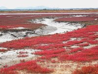 The Red Sea Beach stretches for several kilometers in the Yanghe Estuary wetland in Jiaozhou Bay in Qingdao, China, on October 17, 2024. (