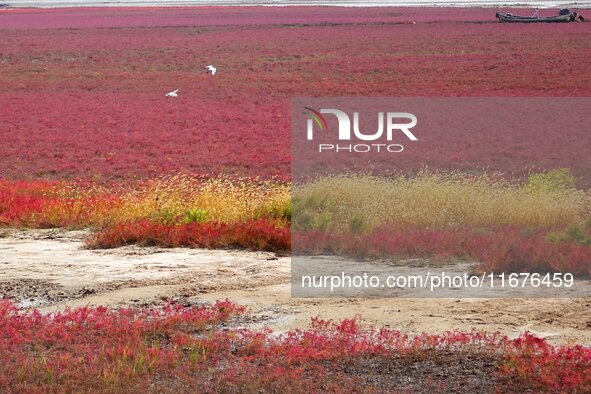 The Red Sea Beach stretches for several kilometers in the Yanghe Estuary wetland in Jiaozhou Bay in Qingdao, China, on October 17, 2024. 