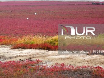 The Red Sea Beach stretches for several kilometers in the Yanghe Estuary wetland in Jiaozhou Bay in Qingdao, China, on October 17, 2024. (