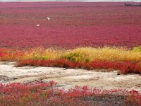 The Red Sea Beach stretches for several kilometers in the Yanghe Estuary wetland in Jiaozhou Bay in Qingdao, China, on October 17, 2024. (