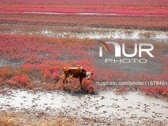 The Red Sea Beach stretches for several kilometers in the Yanghe Estuary wetland in Jiaozhou Bay in Qingdao, China, on October 17, 2024. (