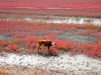 The Red Sea Beach stretches for several kilometers in the Yanghe Estuary wetland in Jiaozhou Bay in Qingdao, China, on October 17, 2024. (