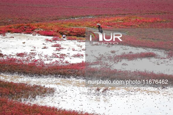 The Red Sea Beach stretches for several kilometers in the Yanghe Estuary wetland in Jiaozhou Bay in Qingdao, China, on October 17, 2024. 