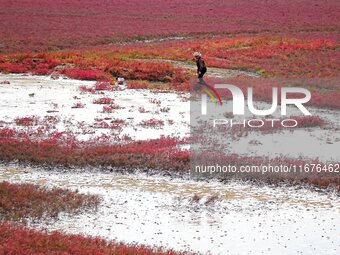 The Red Sea Beach stretches for several kilometers in the Yanghe Estuary wetland in Jiaozhou Bay in Qingdao, China, on October 17, 2024. (