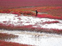 The Red Sea Beach stretches for several kilometers in the Yanghe Estuary wetland in Jiaozhou Bay in Qingdao, China, on October 17, 2024. (