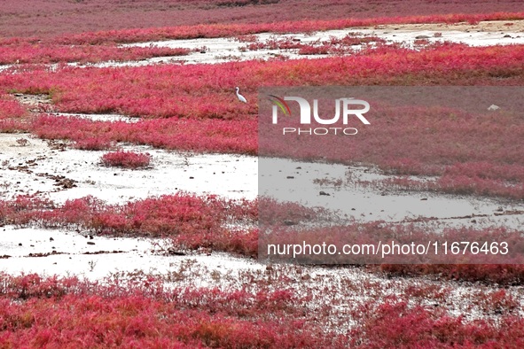 The Red Sea Beach stretches for several kilometers in the Yanghe Estuary wetland in Jiaozhou Bay in Qingdao, China, on October 17, 2024. 