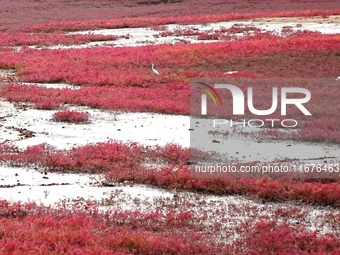 The Red Sea Beach stretches for several kilometers in the Yanghe Estuary wetland in Jiaozhou Bay in Qingdao, China, on October 17, 2024. (