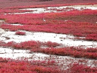 The Red Sea Beach stretches for several kilometers in the Yanghe Estuary wetland in Jiaozhou Bay in Qingdao, China, on October 17, 2024. (