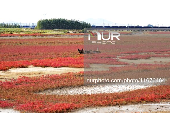 The Red Sea Beach stretches for several kilometers in the Yanghe Estuary wetland in Jiaozhou Bay in Qingdao, China, on October 17, 2024. 