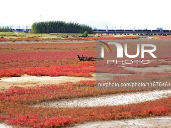 The Red Sea Beach stretches for several kilometers in the Yanghe Estuary wetland in Jiaozhou Bay in Qingdao, China, on October 17, 2024. (