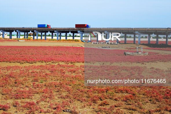 The Red Sea Beach stretches for several kilometers in the Yanghe Estuary wetland in Jiaozhou Bay in Qingdao, China, on October 17, 2024. 