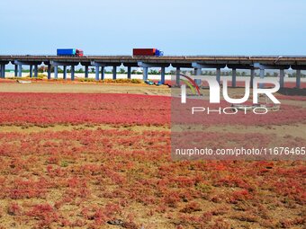 The Red Sea Beach stretches for several kilometers in the Yanghe Estuary wetland in Jiaozhou Bay in Qingdao, China, on October 17, 2024. (