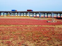 The Red Sea Beach stretches for several kilometers in the Yanghe Estuary wetland in Jiaozhou Bay in Qingdao, China, on October 17, 2024. (