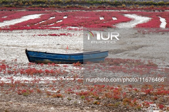 The Red Sea Beach stretches for several kilometers in the Yanghe Estuary wetland in Jiaozhou Bay in Qingdao, China, on October 17, 2024. 