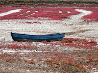 The Red Sea Beach stretches for several kilometers in the Yanghe Estuary wetland in Jiaozhou Bay in Qingdao, China, on October 17, 2024. (