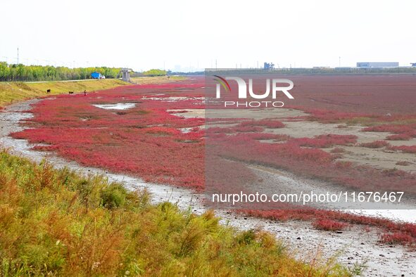 The Red Sea Beach stretches for several kilometers in the Yanghe Estuary wetland in Jiaozhou Bay in Qingdao, China, on October 17, 2024. 