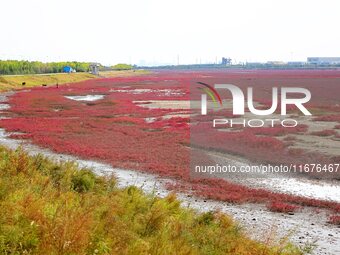 The Red Sea Beach stretches for several kilometers in the Yanghe Estuary wetland in Jiaozhou Bay in Qingdao, China, on October 17, 2024. (