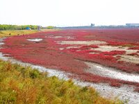 The Red Sea Beach stretches for several kilometers in the Yanghe Estuary wetland in Jiaozhou Bay in Qingdao, China, on October 17, 2024. (