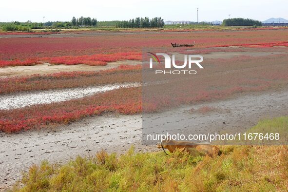 The Red Sea Beach stretches for several kilometers in the Yanghe Estuary wetland in Jiaozhou Bay in Qingdao, China, on October 17, 2024. 