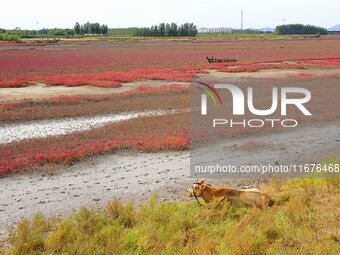 The Red Sea Beach stretches for several kilometers in the Yanghe Estuary wetland in Jiaozhou Bay in Qingdao, China, on October 17, 2024. (