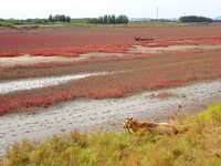 The Red Sea Beach stretches for several kilometers in the Yanghe Estuary wetland in Jiaozhou Bay in Qingdao, China, on October 17, 2024. (