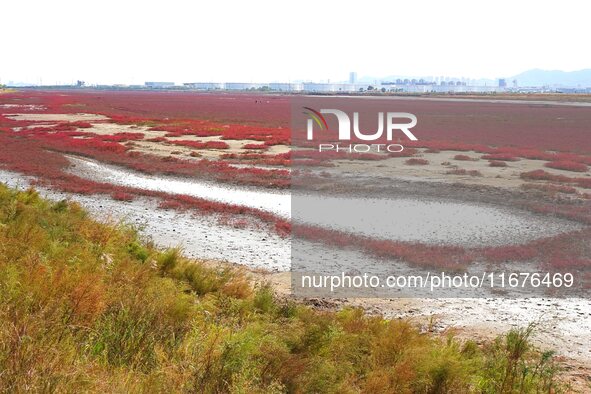 The Red Sea Beach stretches for several kilometers in the Yanghe Estuary wetland in Jiaozhou Bay in Qingdao, China, on October 17, 2024. 