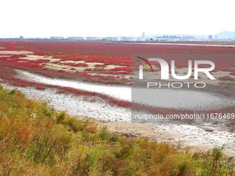 The Red Sea Beach stretches for several kilometers in the Yanghe Estuary wetland in Jiaozhou Bay in Qingdao, China, on October 17, 2024. (