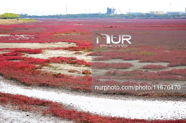 The Red Sea Beach stretches for several kilometers in the Yanghe Estuary wetland in Jiaozhou Bay in Qingdao, China, on October 17, 2024. 