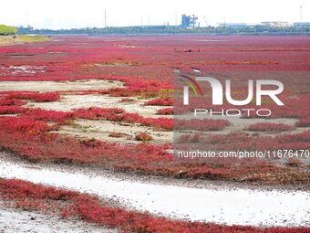 The Red Sea Beach stretches for several kilometers in the Yanghe Estuary wetland in Jiaozhou Bay in Qingdao, China, on October 17, 2024. (