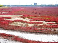 The Red Sea Beach stretches for several kilometers in the Yanghe Estuary wetland in Jiaozhou Bay in Qingdao, China, on October 17, 2024. (