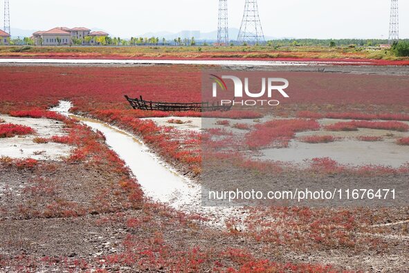 The Red Sea Beach stretches for several kilometers in the Yanghe Estuary wetland in Jiaozhou Bay in Qingdao, China, on October 17, 2024. 