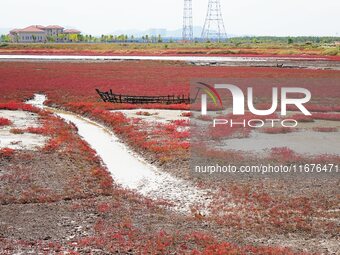 The Red Sea Beach stretches for several kilometers in the Yanghe Estuary wetland in Jiaozhou Bay in Qingdao, China, on October 17, 2024. (