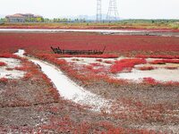 The Red Sea Beach stretches for several kilometers in the Yanghe Estuary wetland in Jiaozhou Bay in Qingdao, China, on October 17, 2024. (