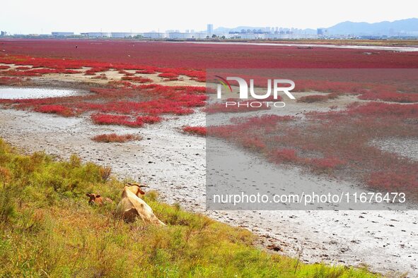 The Red Sea Beach stretches for several kilometers in the Yanghe Estuary wetland in Jiaozhou Bay in Qingdao, China, on October 17, 2024. 