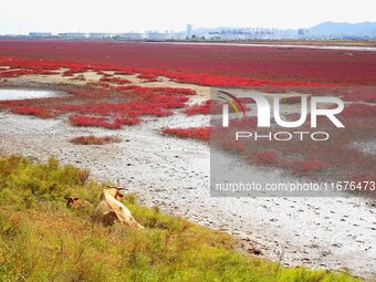 The Red Sea Beach stretches for several kilometers in the Yanghe Estuary wetland in Jiaozhou Bay in Qingdao, China, on October 17, 2024. (