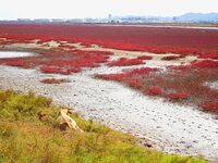 The Red Sea Beach stretches for several kilometers in the Yanghe Estuary wetland in Jiaozhou Bay in Qingdao, China, on October 17, 2024. (