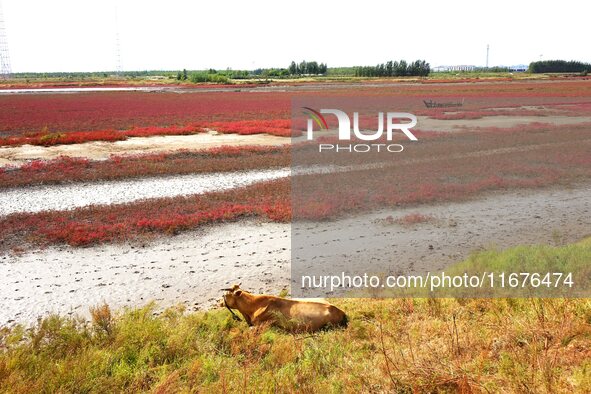 The Red Sea Beach stretches for several kilometers in the Yanghe Estuary wetland in Jiaozhou Bay in Qingdao, China, on October 17, 2024. 