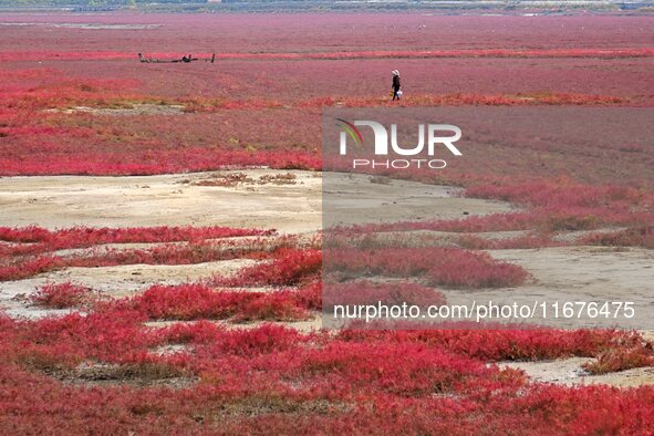 The Red Sea Beach stretches for several kilometers in the Yanghe Estuary wetland in Jiaozhou Bay in Qingdao, China, on October 17, 2024. 