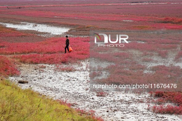 The Red Sea Beach stretches for several kilometers in the Yanghe Estuary wetland in Jiaozhou Bay in Qingdao, China, on October 17, 2024. 