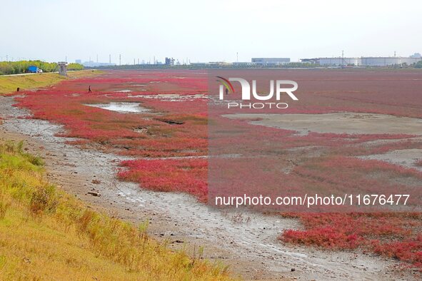 The Red Sea Beach stretches for several kilometers in the Yanghe Estuary wetland in Jiaozhou Bay in Qingdao, China, on October 17, 2024. 